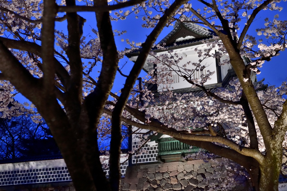 金沢城公園-夜桜