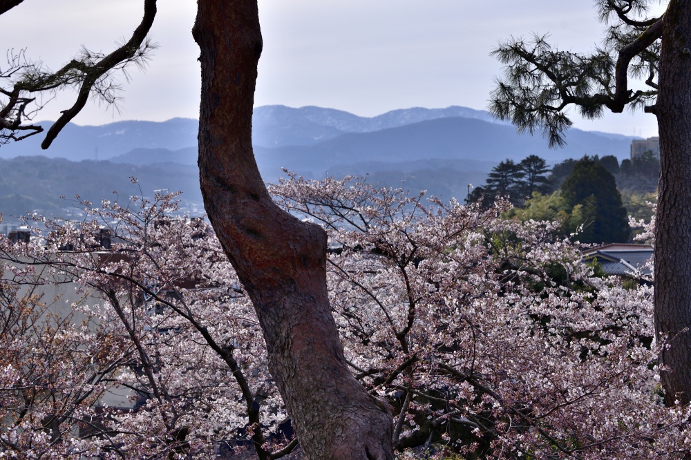 兼六園‐桜