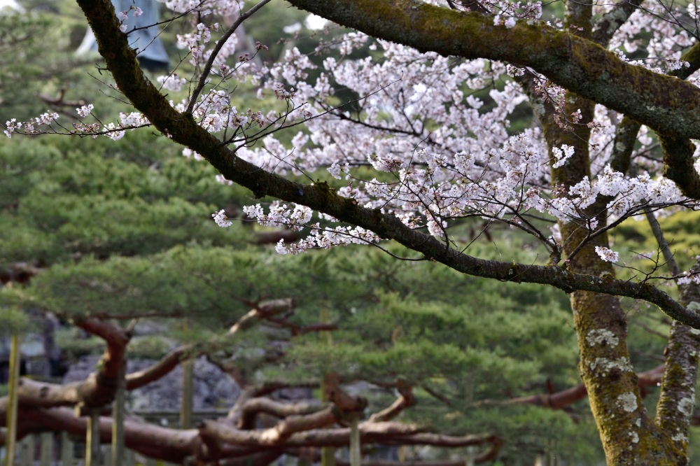 兼六園‐桜