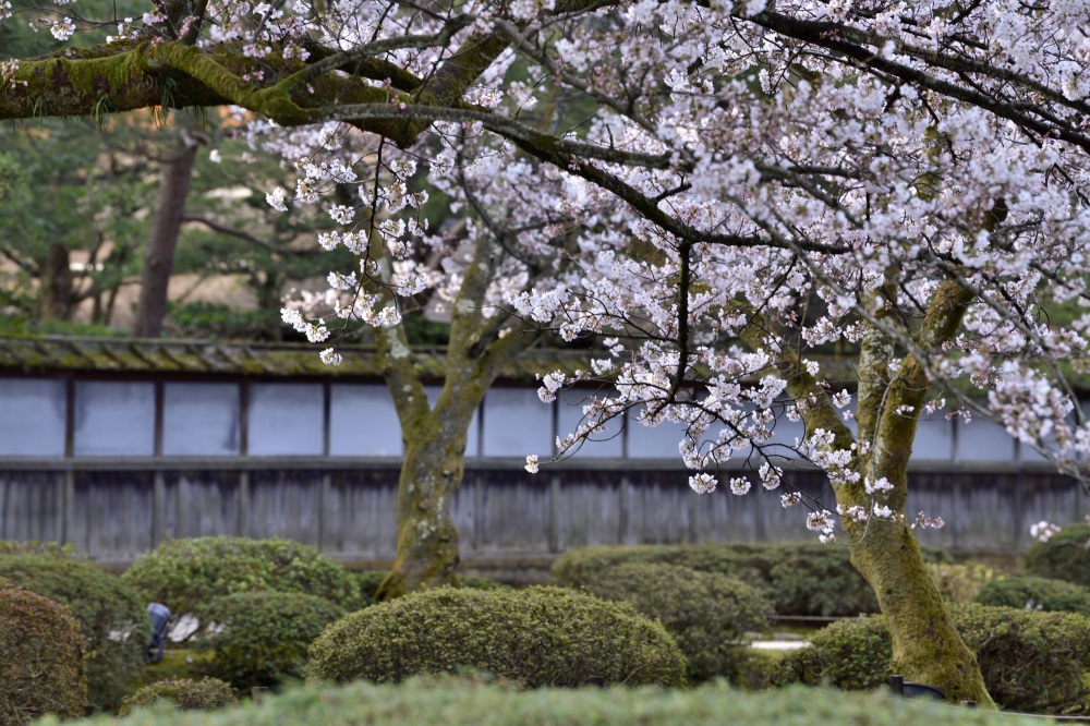 兼六園‐桜
