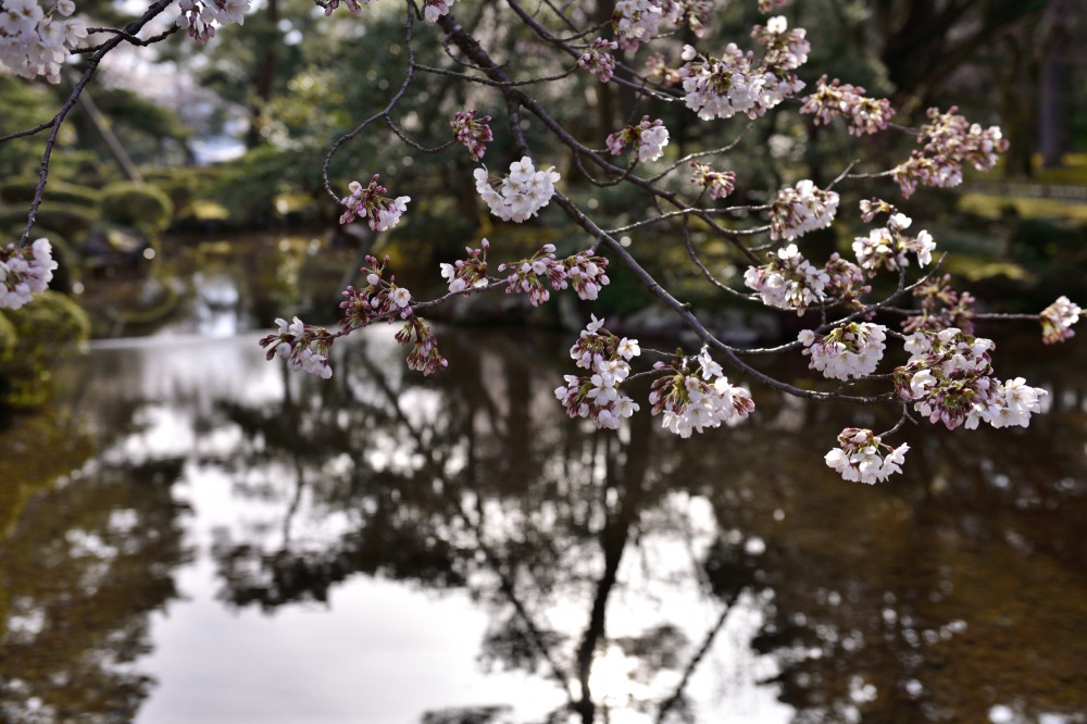 兼六園‐桜