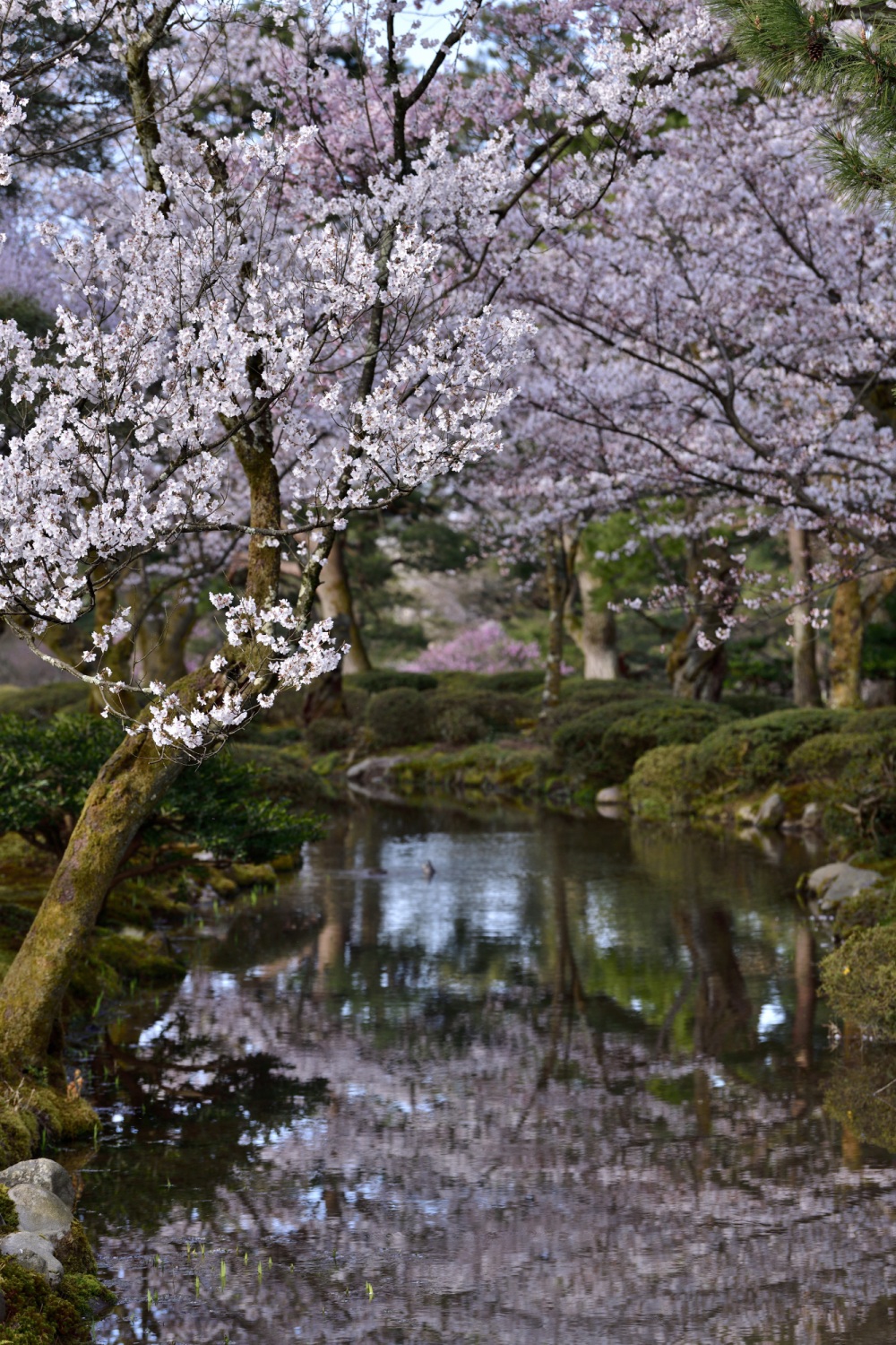 兼六園‐桜
