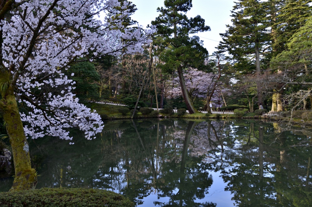 兼六園‐桜