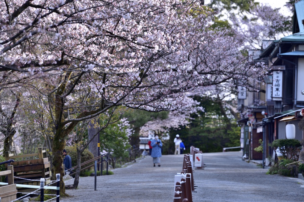 兼六園‐桜