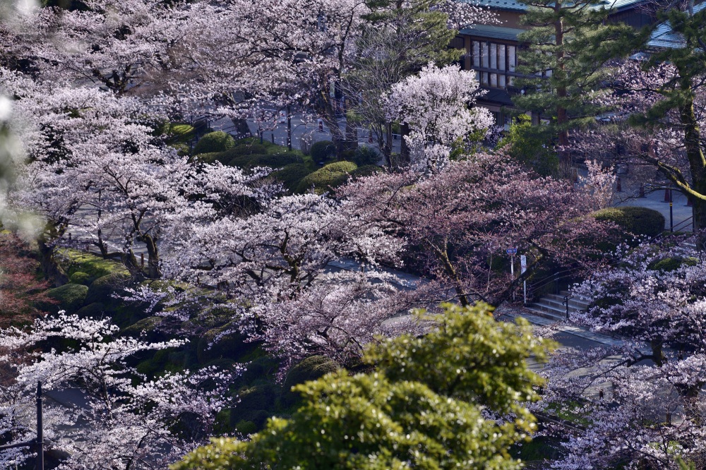兼六園‐桜