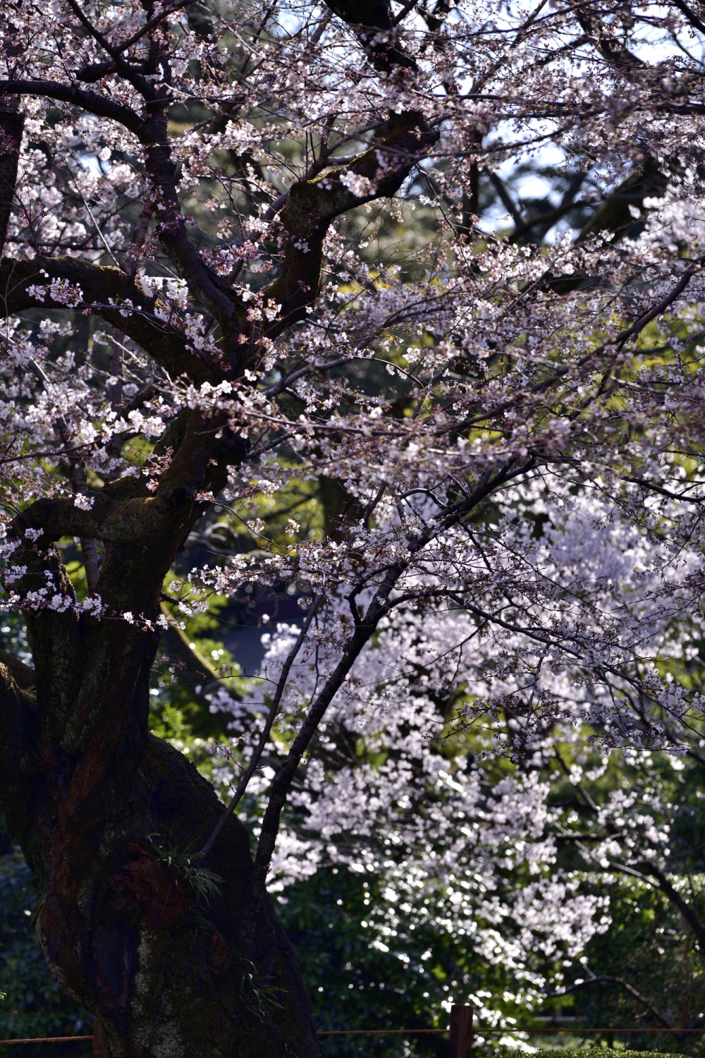 兼六園‐桜