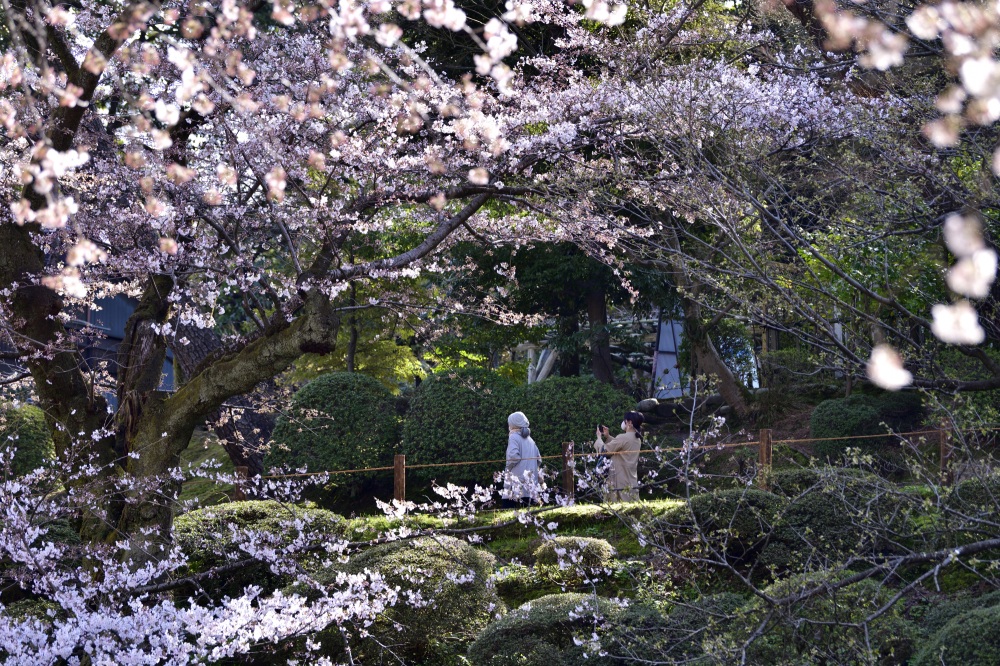 兼六園‐桜