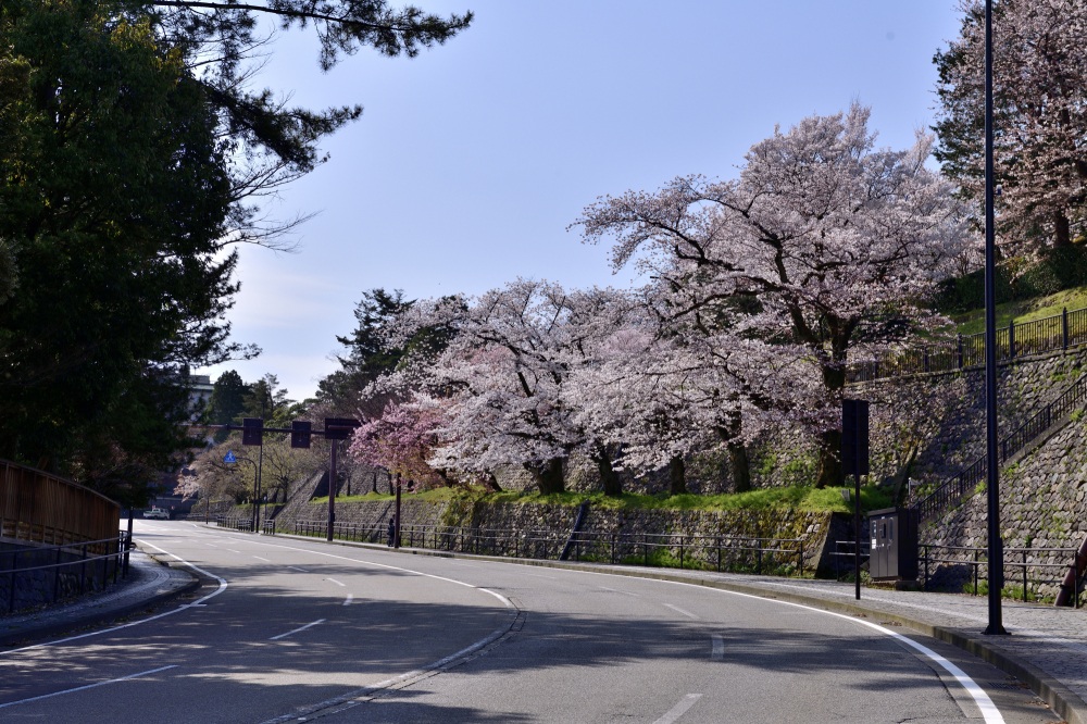 兼六園‐桜