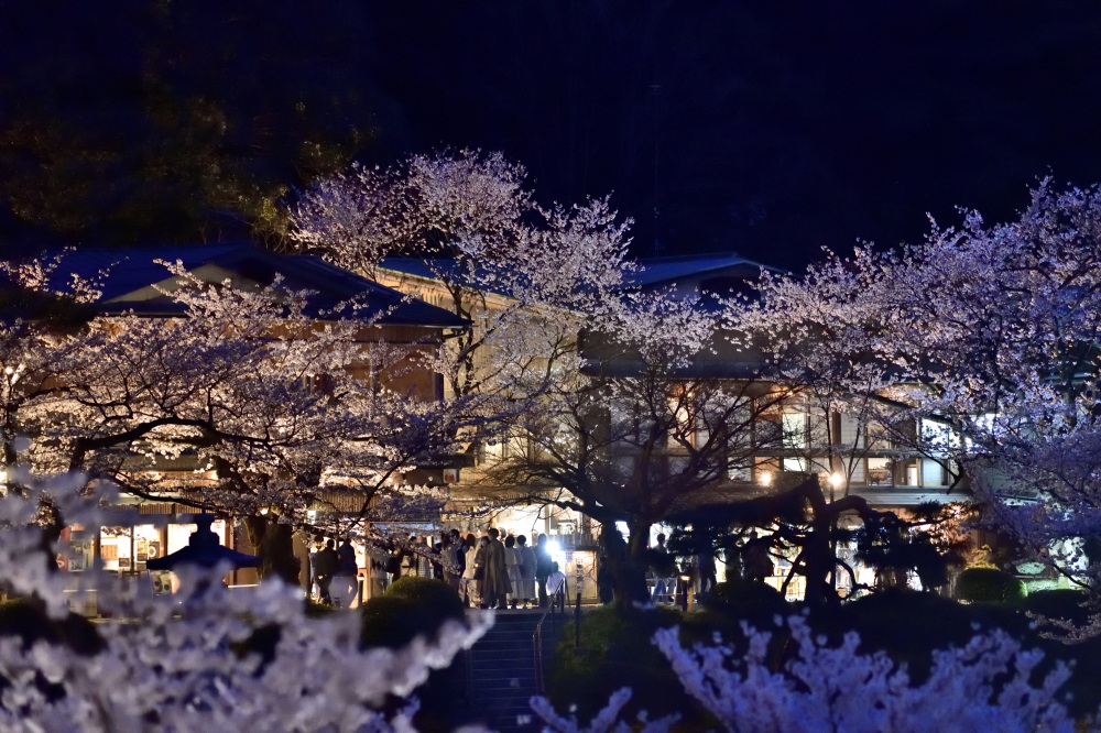 兼六園-夜桜