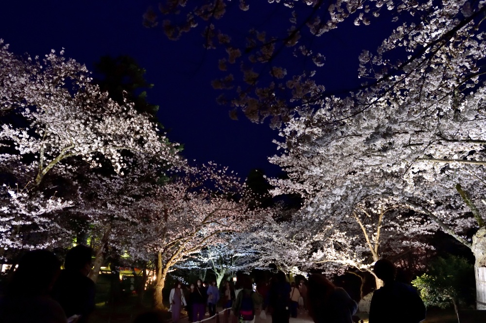 兼六園-夜桜