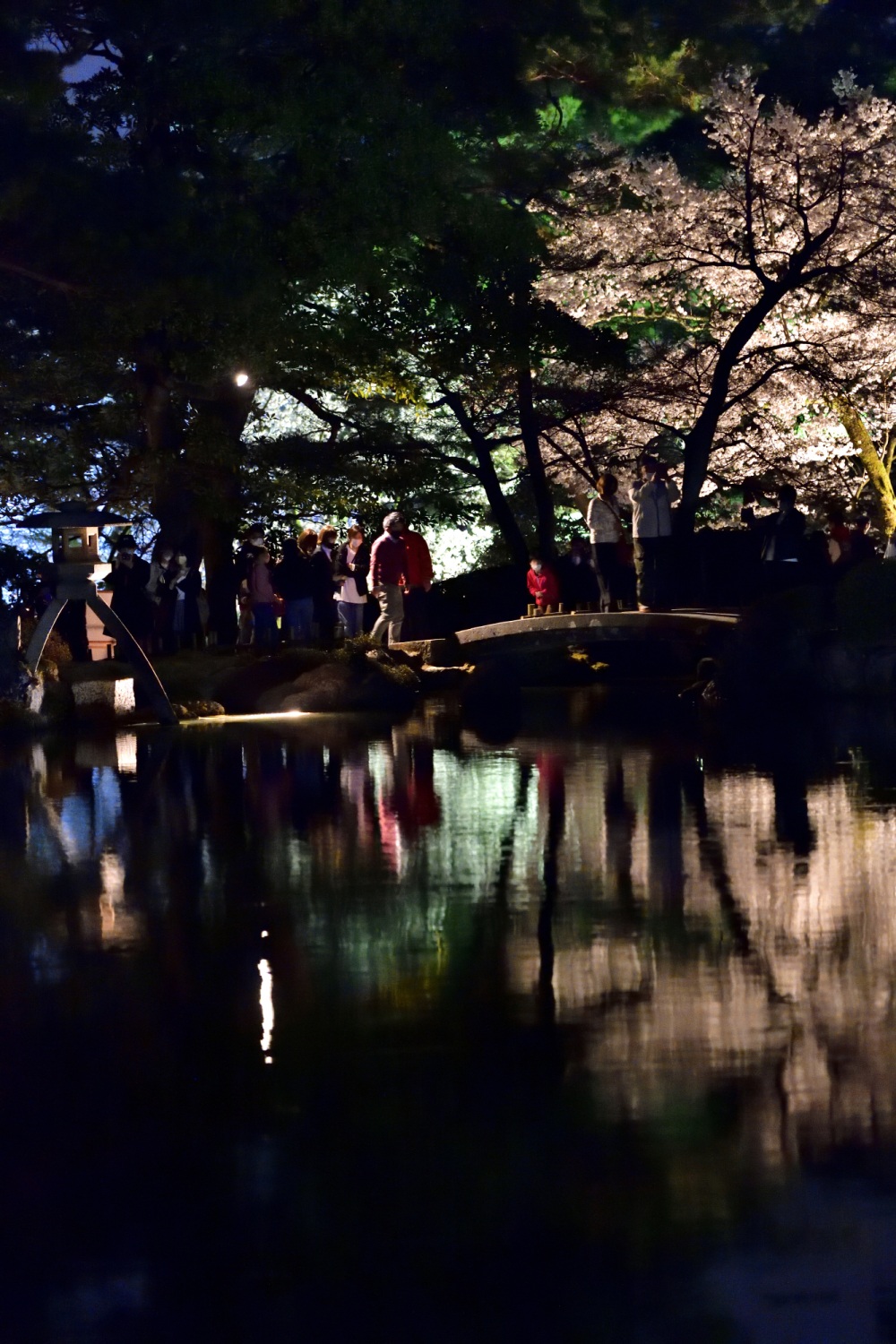 兼六園-夜桜