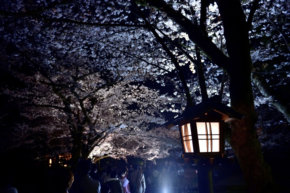 兼六園-夜桜