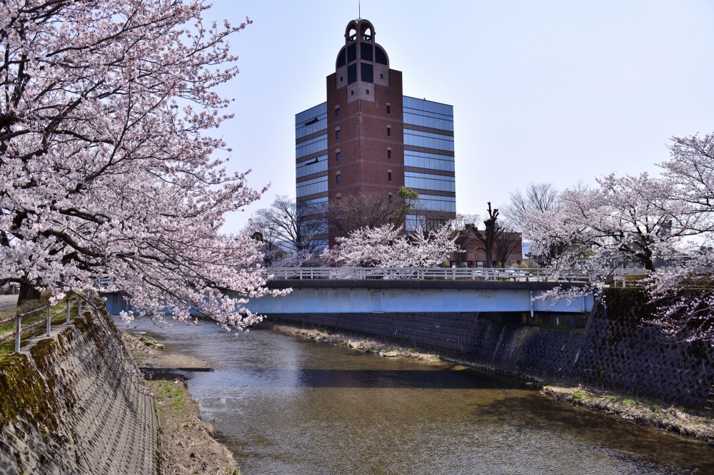 高橋川-桜