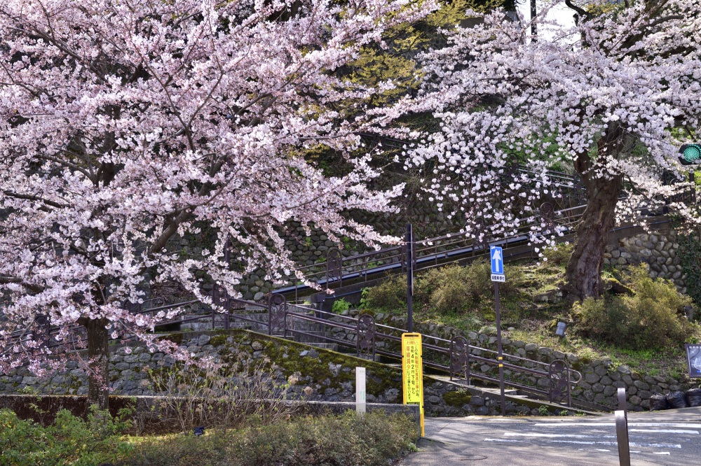 犀川周辺-桜