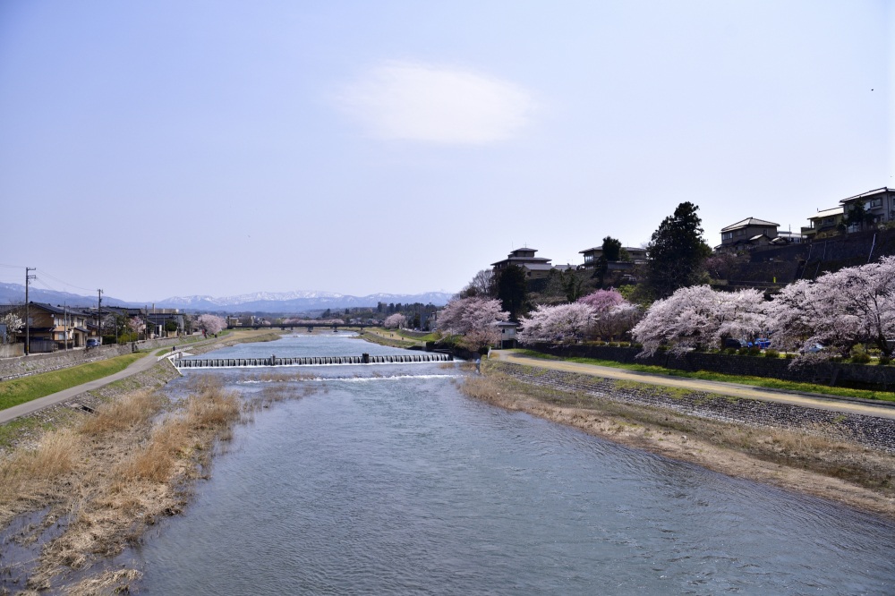 犀川周辺-桜