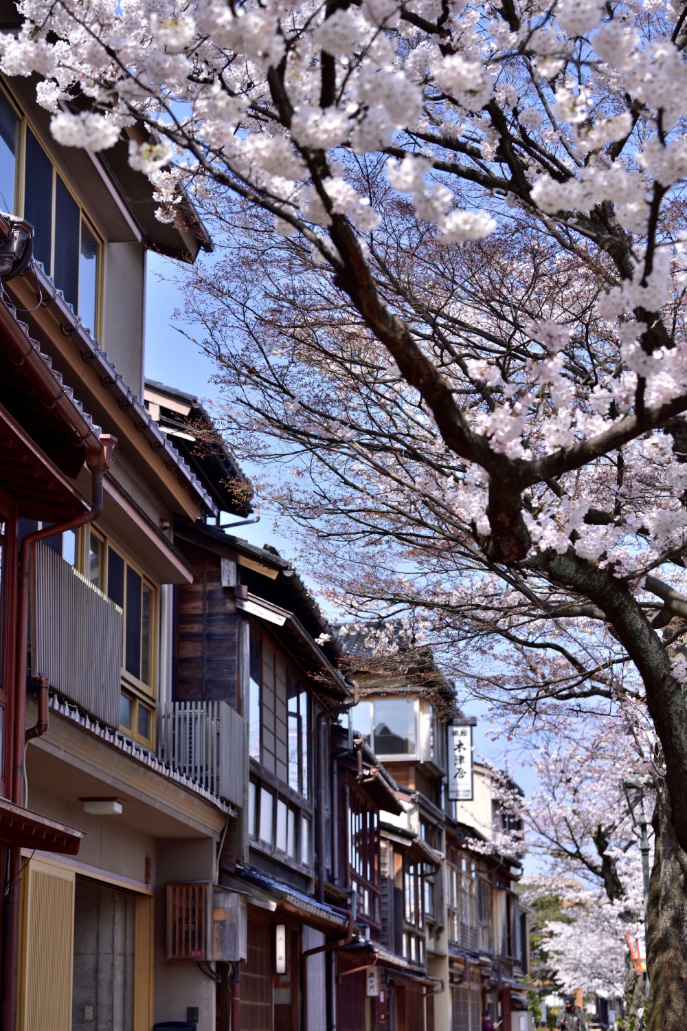 主計町-桜