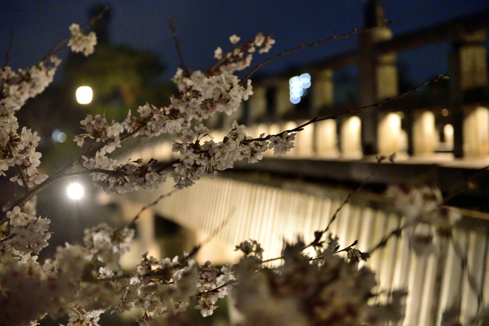 主計町-夜桜