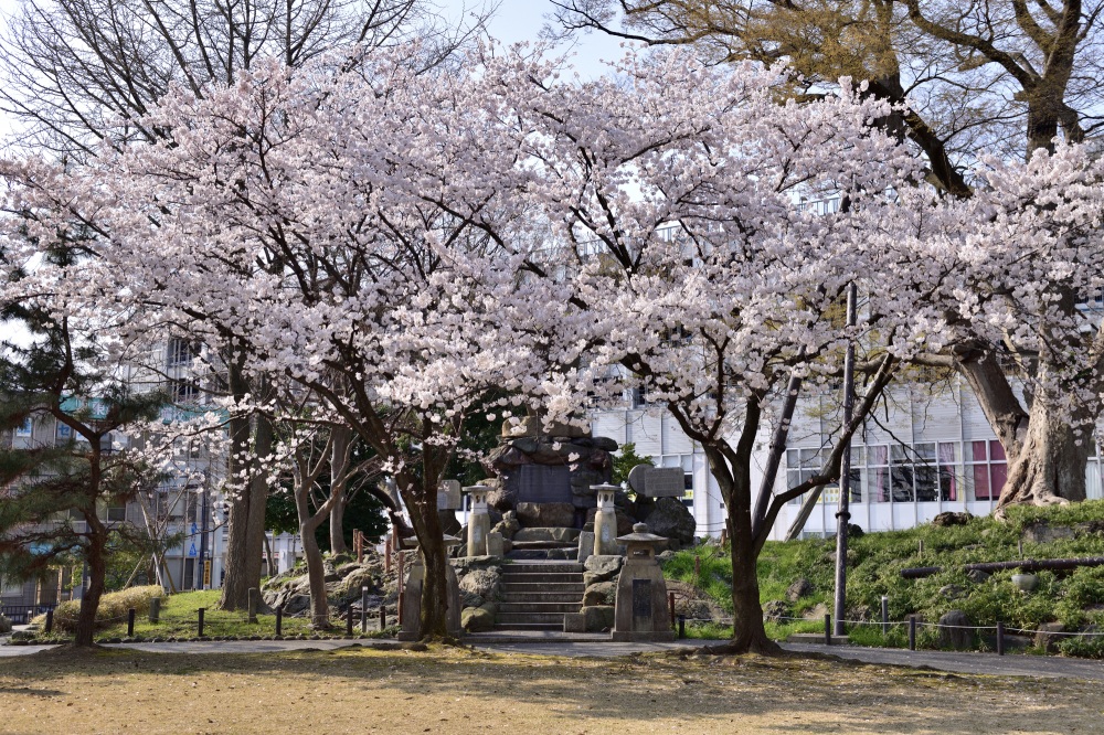 松任城址公園-桜