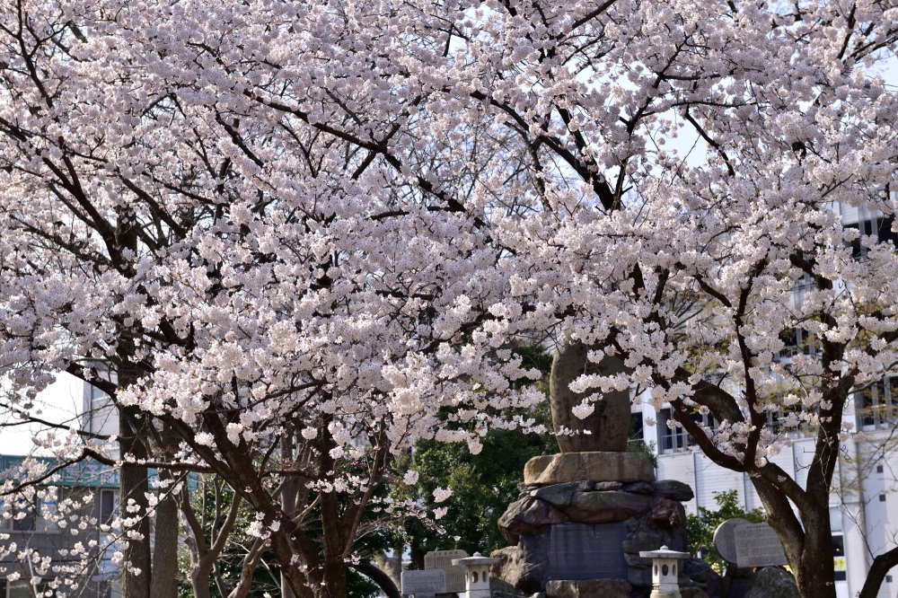 松任城址公園-桜