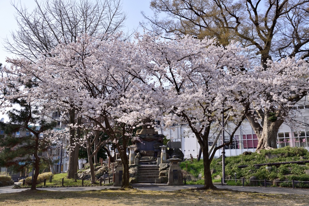 松任城址公園-桜
