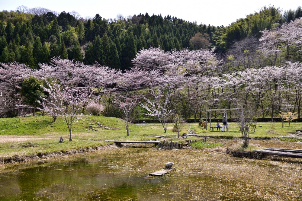 石川県教員総合研修センター-桜