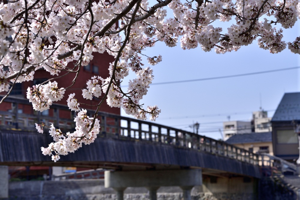 浅野川周辺-桜