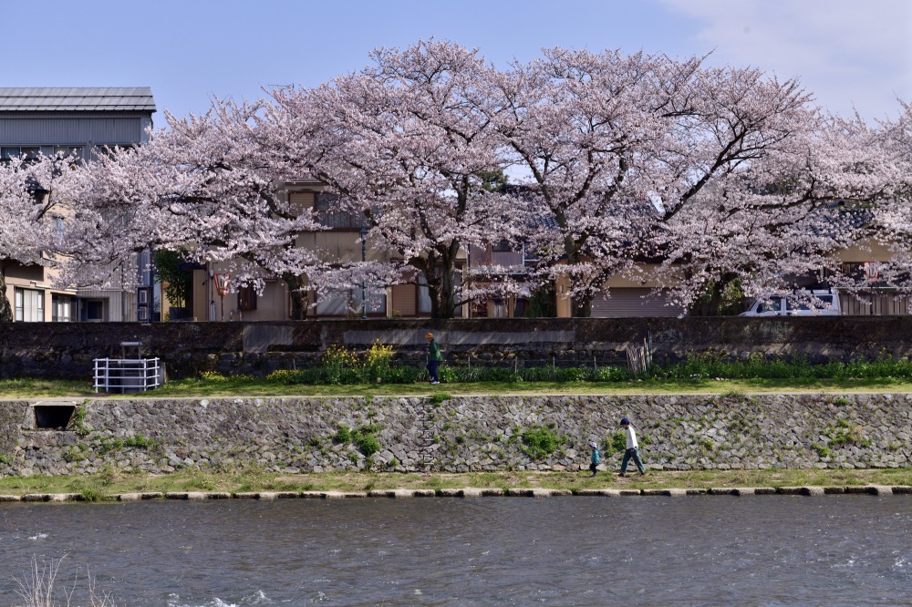 浅野川周辺-桜