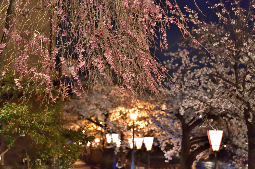 浅野川周辺-夜桜