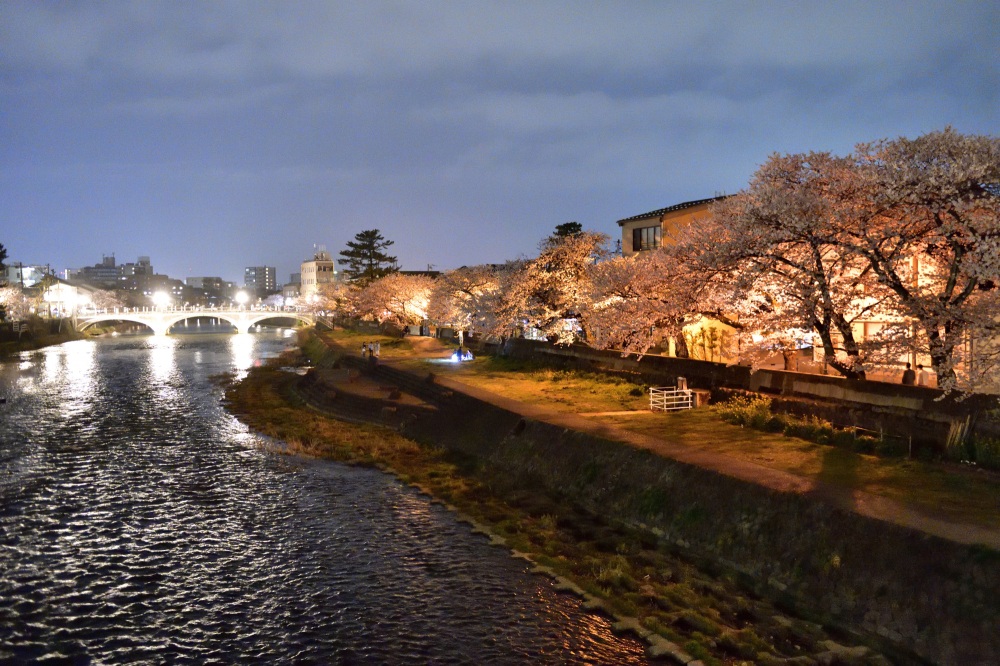 浅野川周辺-夜桜