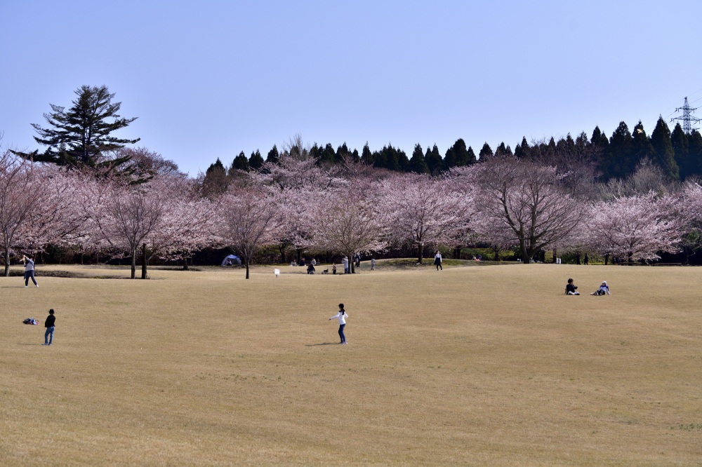 大乗寺公園‐桜