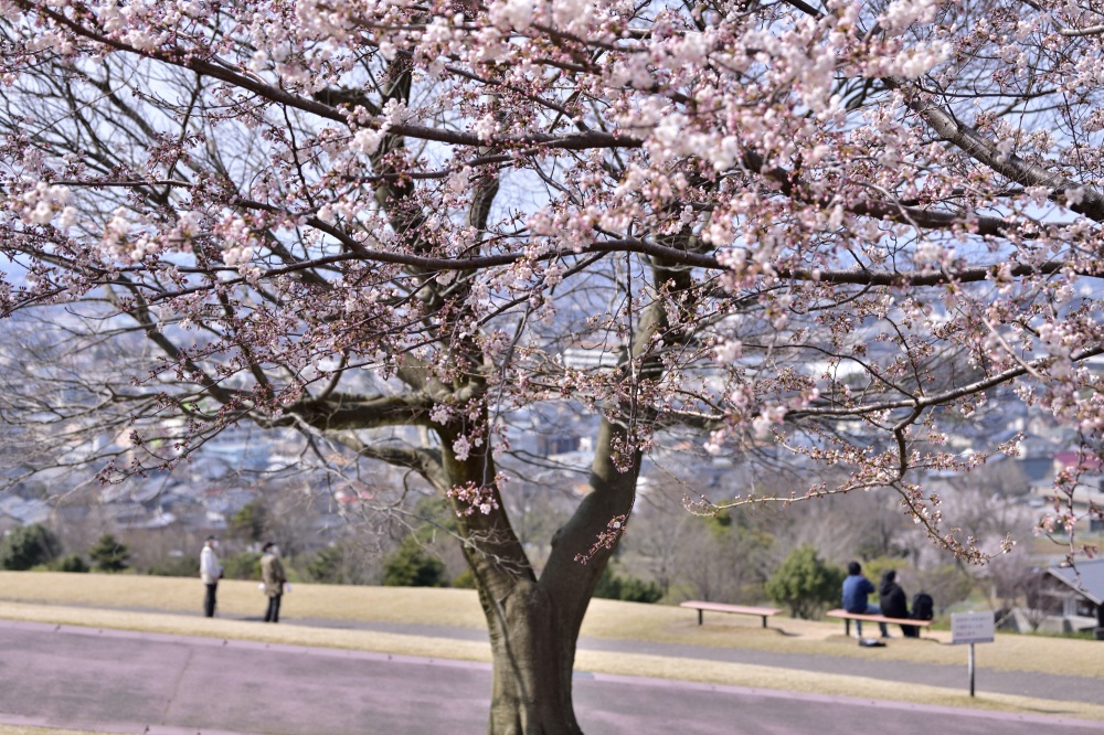 大乗寺公園‐桜
