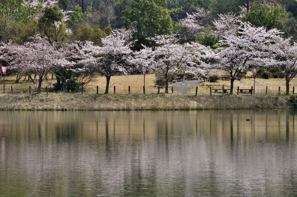 うのけ総合公園-桜