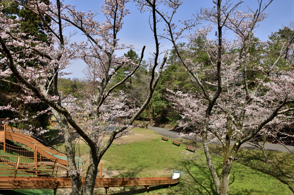うのけ総合公園-桜