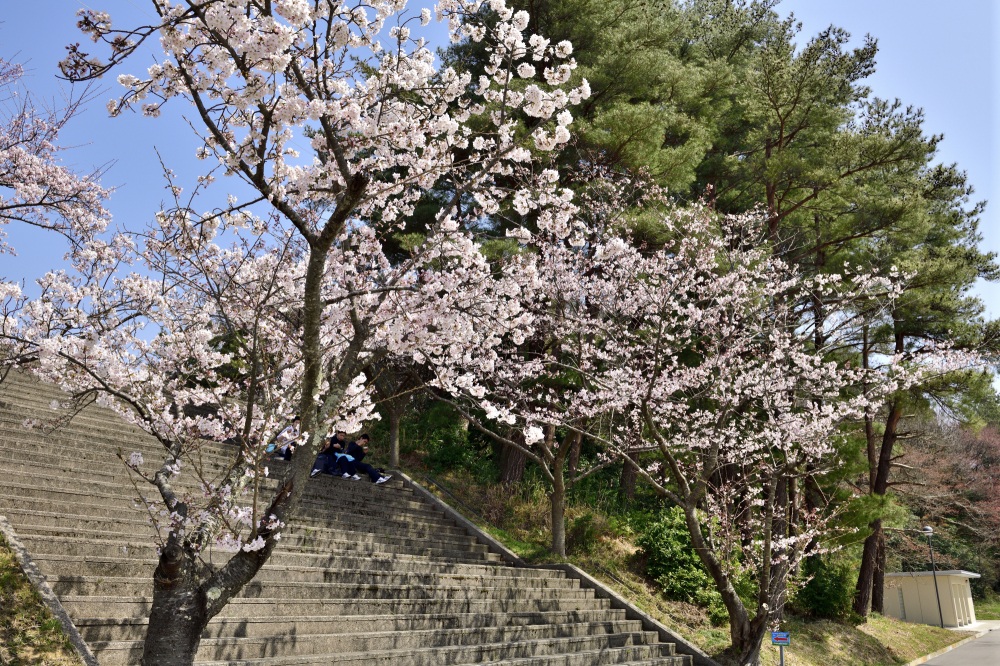 うのけ総合公園-桜