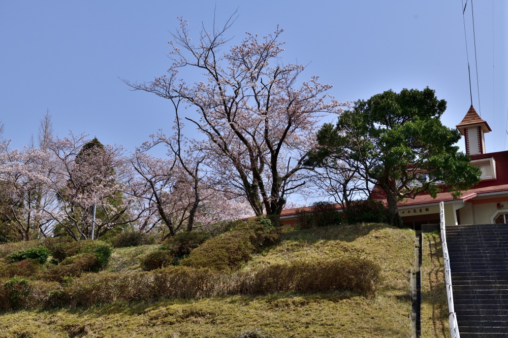 うのけ総合公園-桜