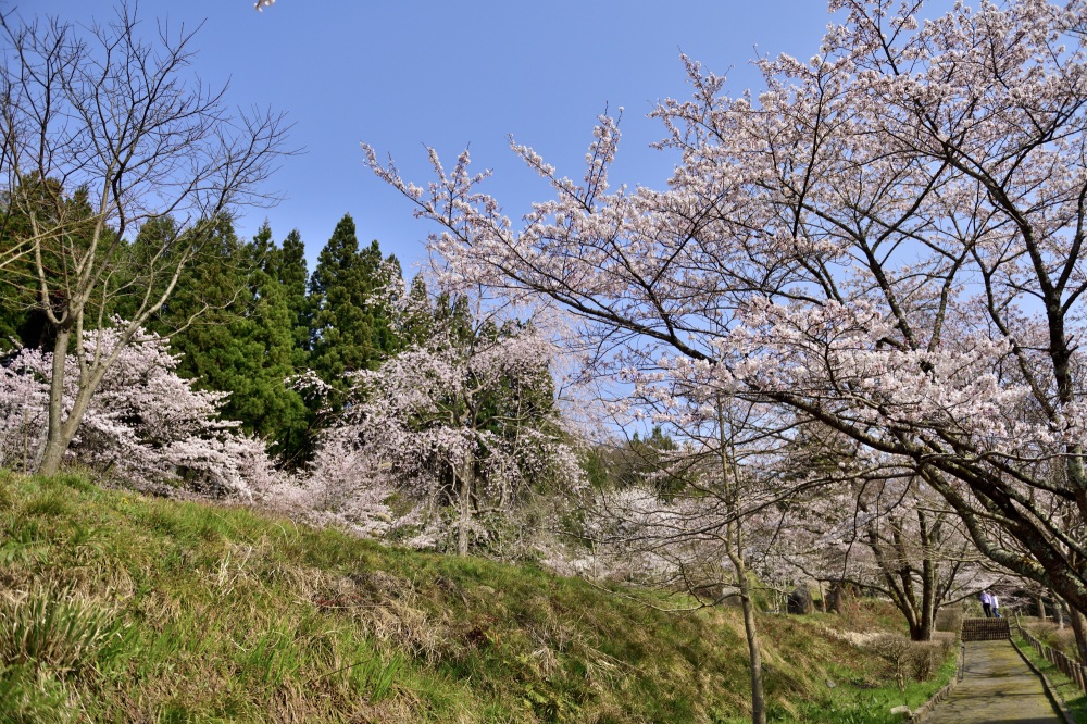 永光寺峨山道-桜