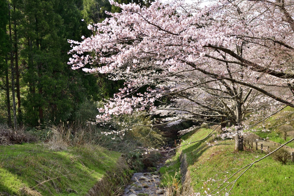 永光寺峨山道-桜