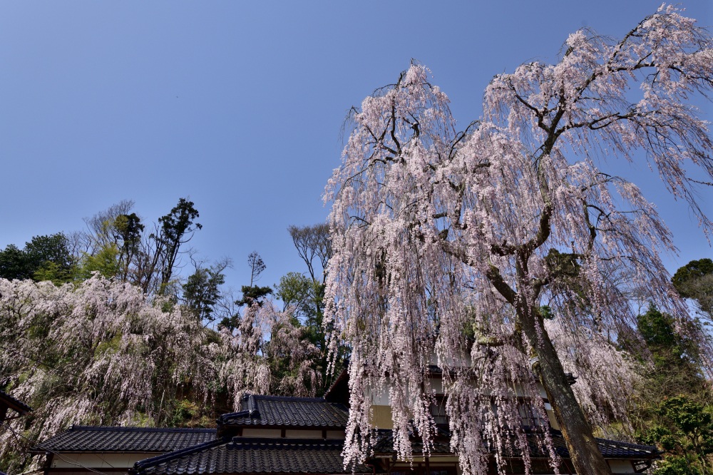 喜多家しだれ桜