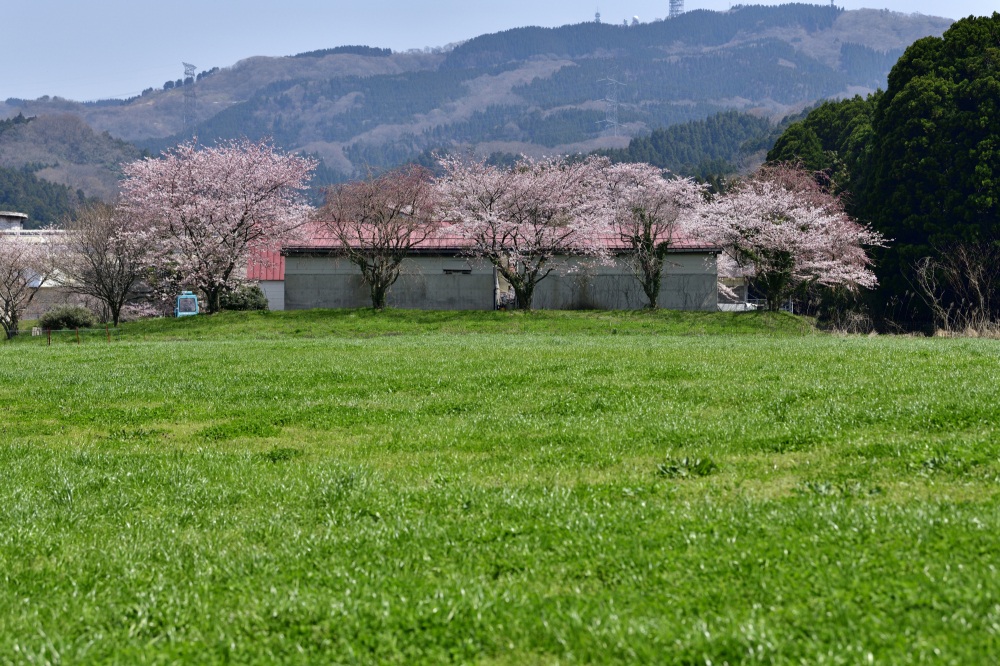 石川県畜産センター-桜