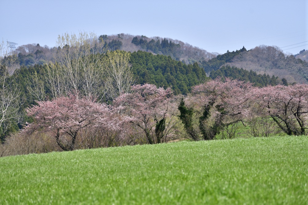 石川県畜産センター-桜