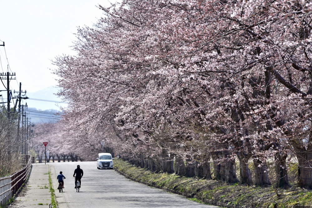 石川農林センター-桜