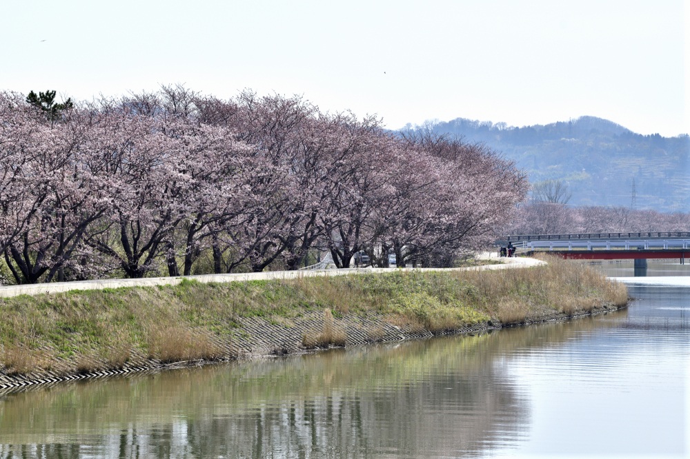 石川農林センター-桜