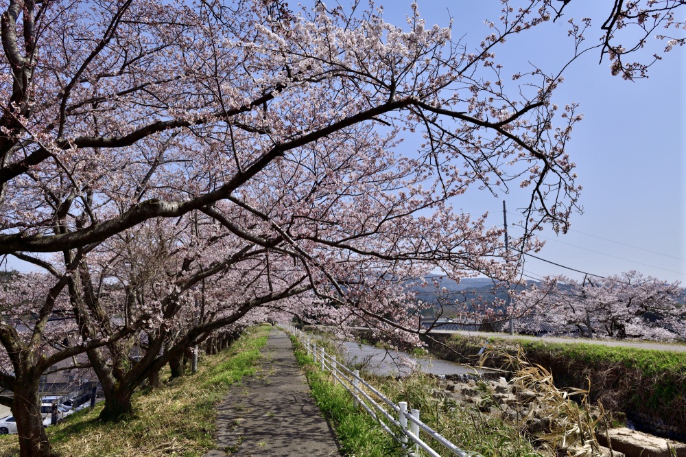 宝達川-桜