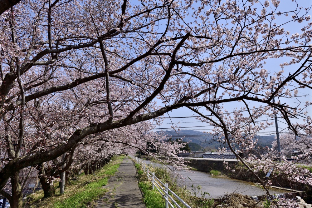 宝達川-桜