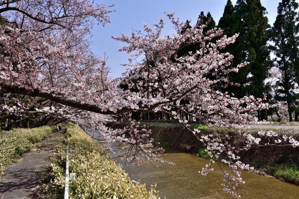 宝達川-桜