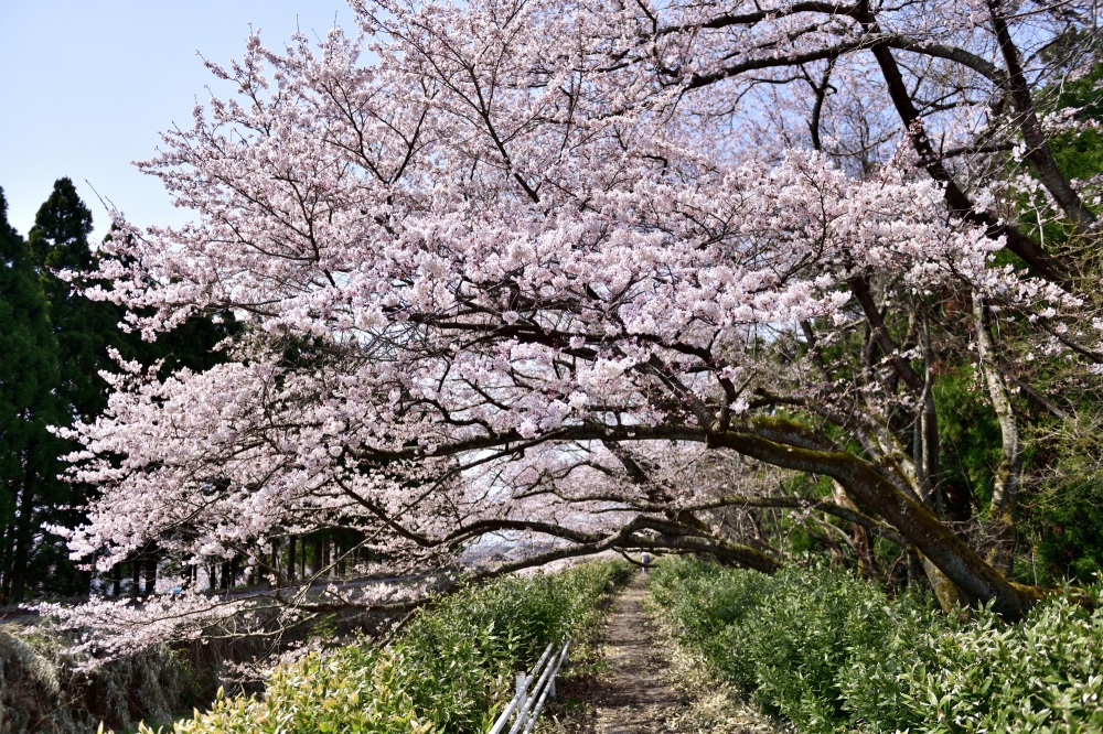 宝達川-桜