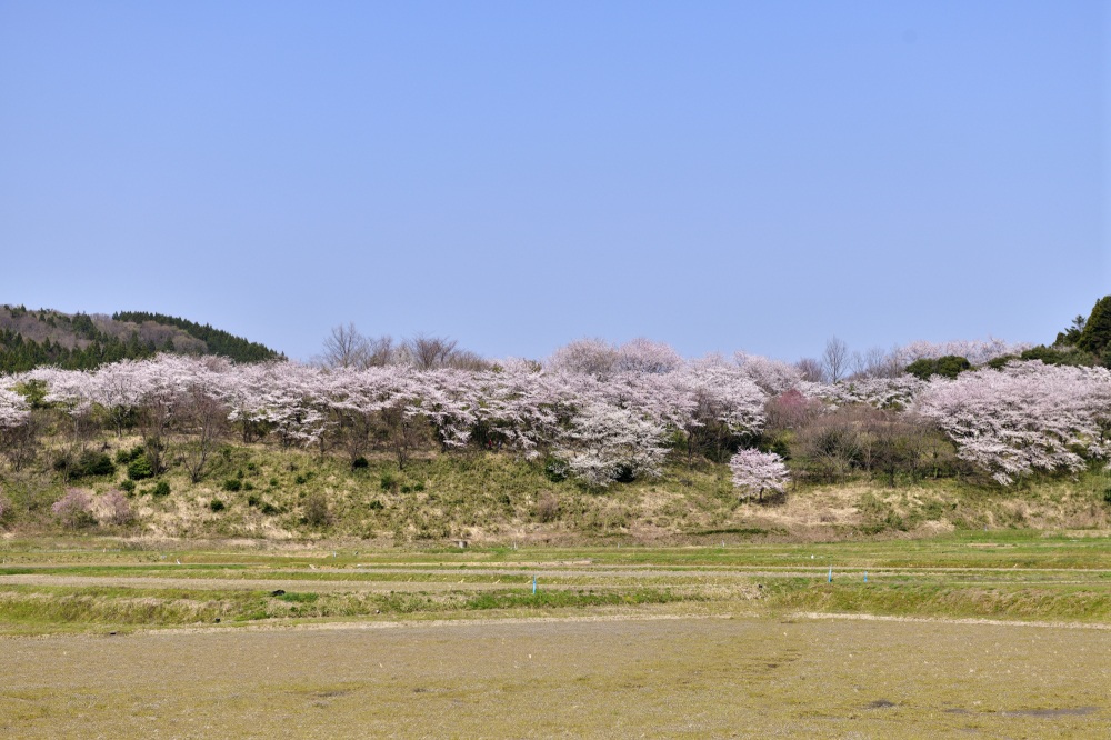 志乎・桜の里古墳公園-桜