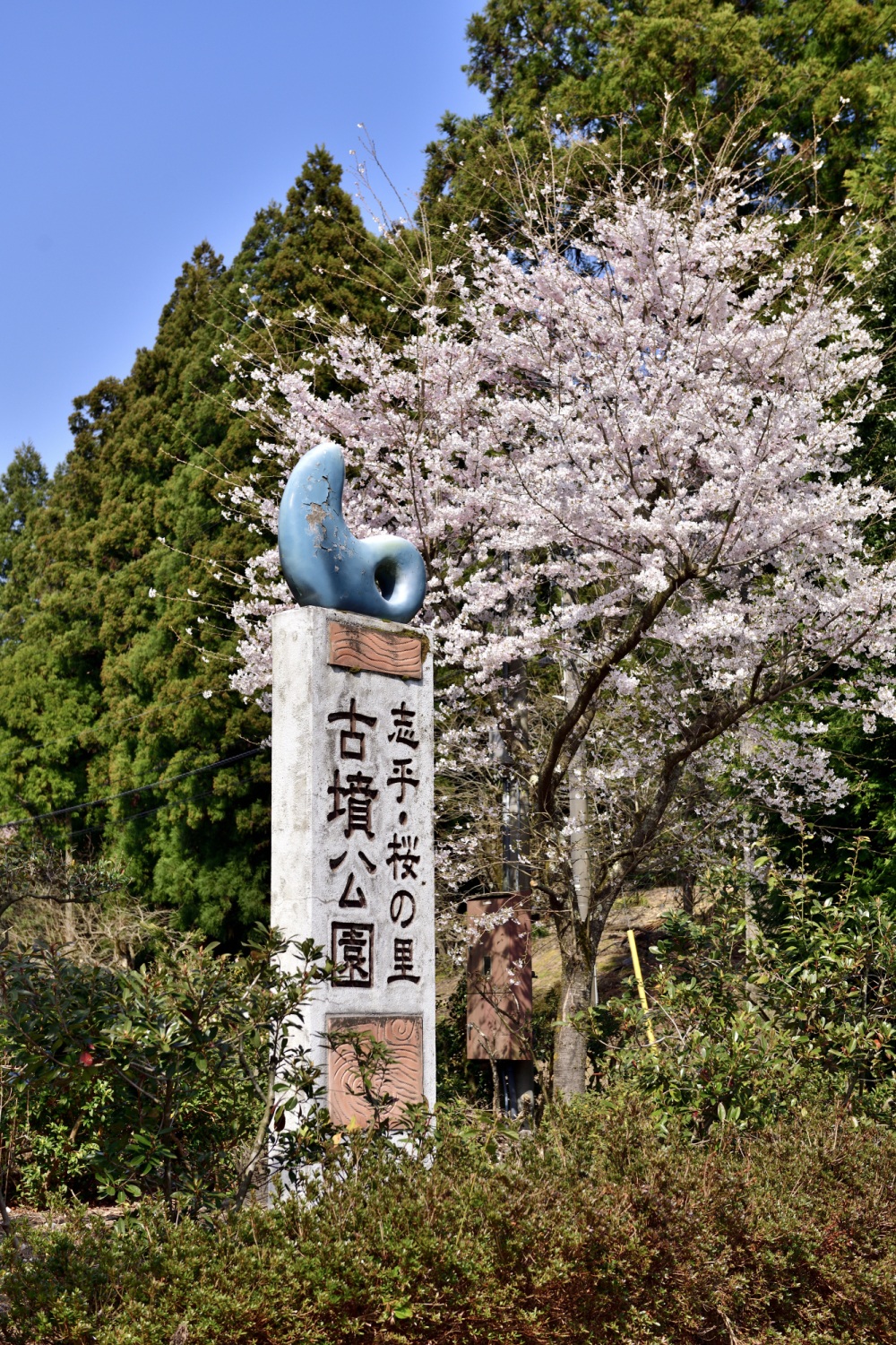 志乎・桜の里古墳公園-桜