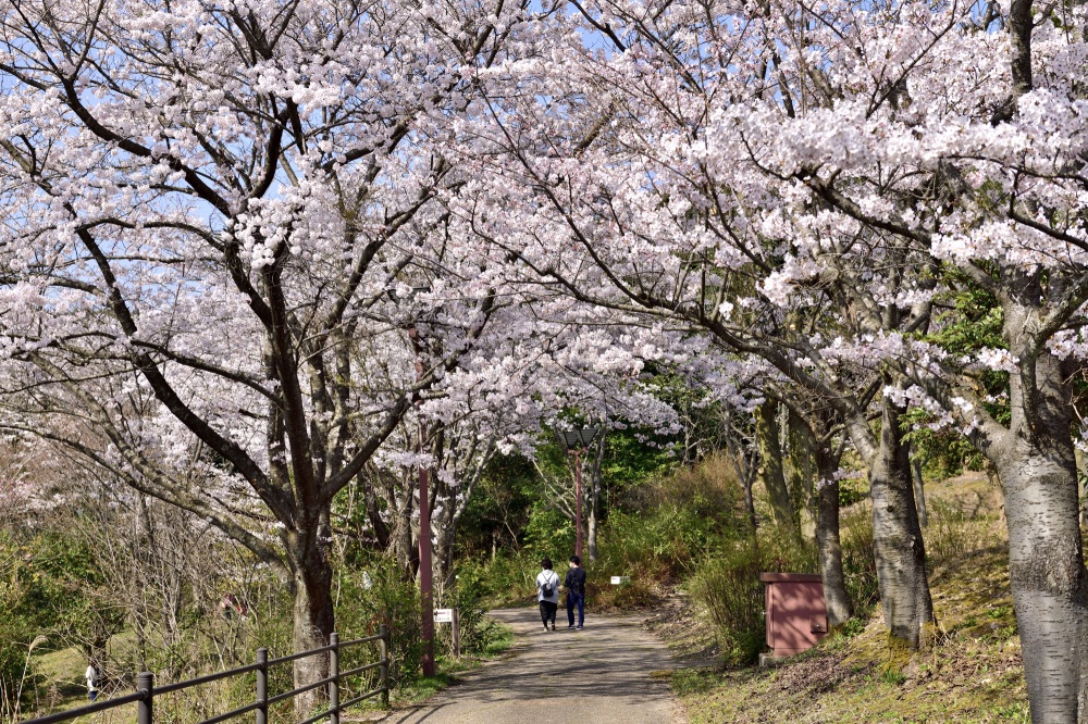 志乎・桜の里古墳公園-桜