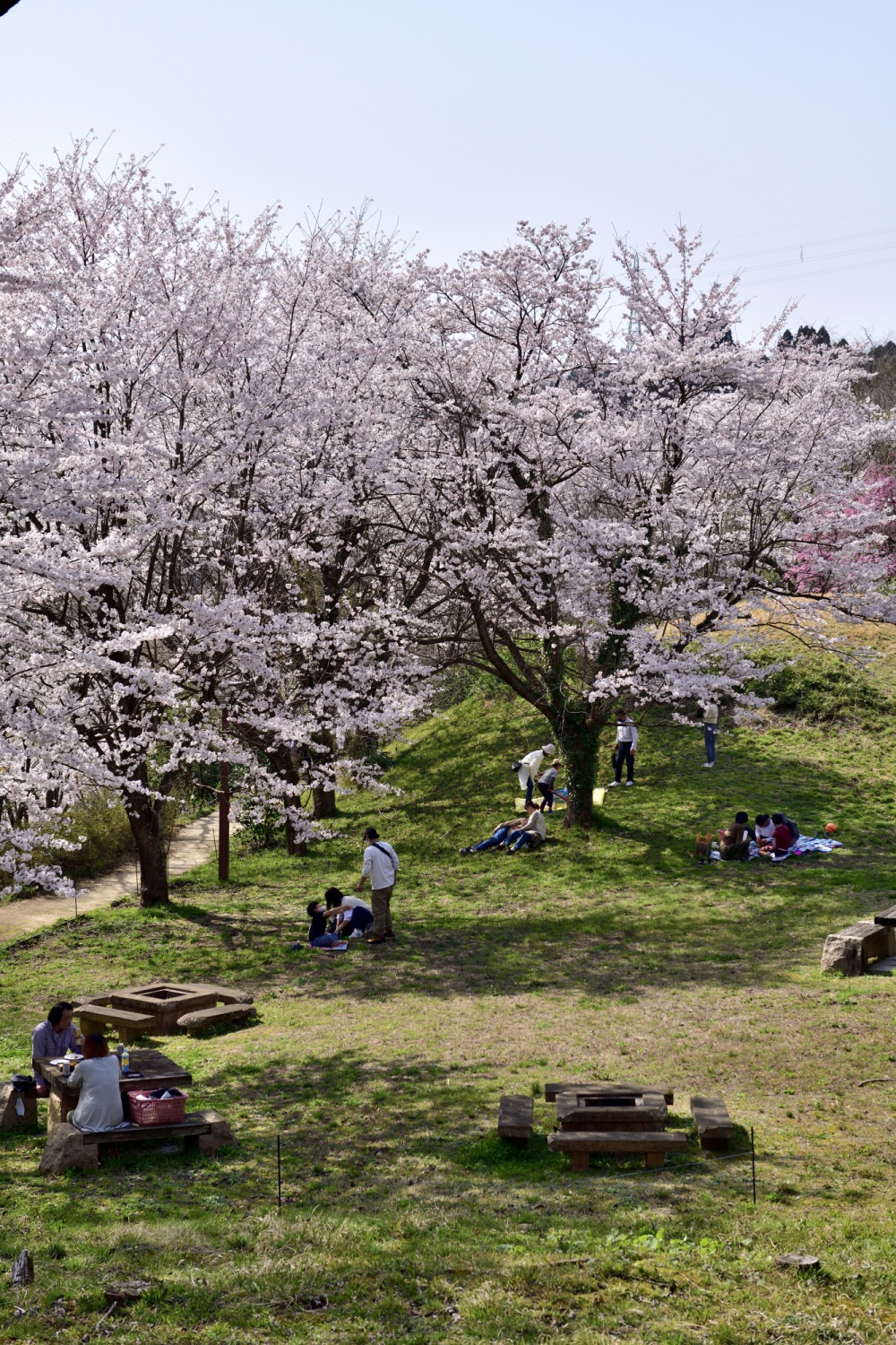 志乎・桜の里古墳公園-桜